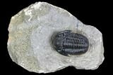 Detailed Gerastos Trilobite Fossil - Morocco #108481-1